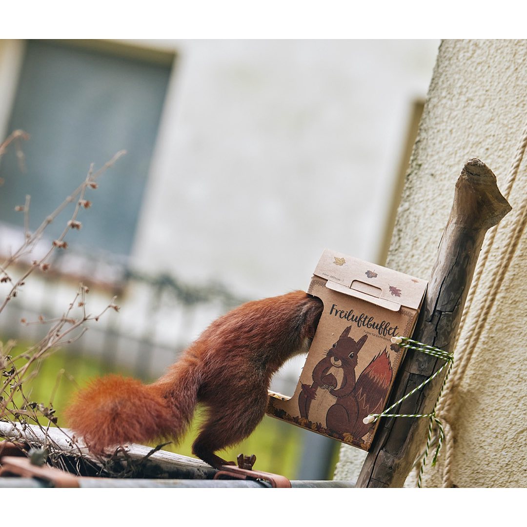 Die Stadtgärtner - Freiluftbuffet Eichhörnchen