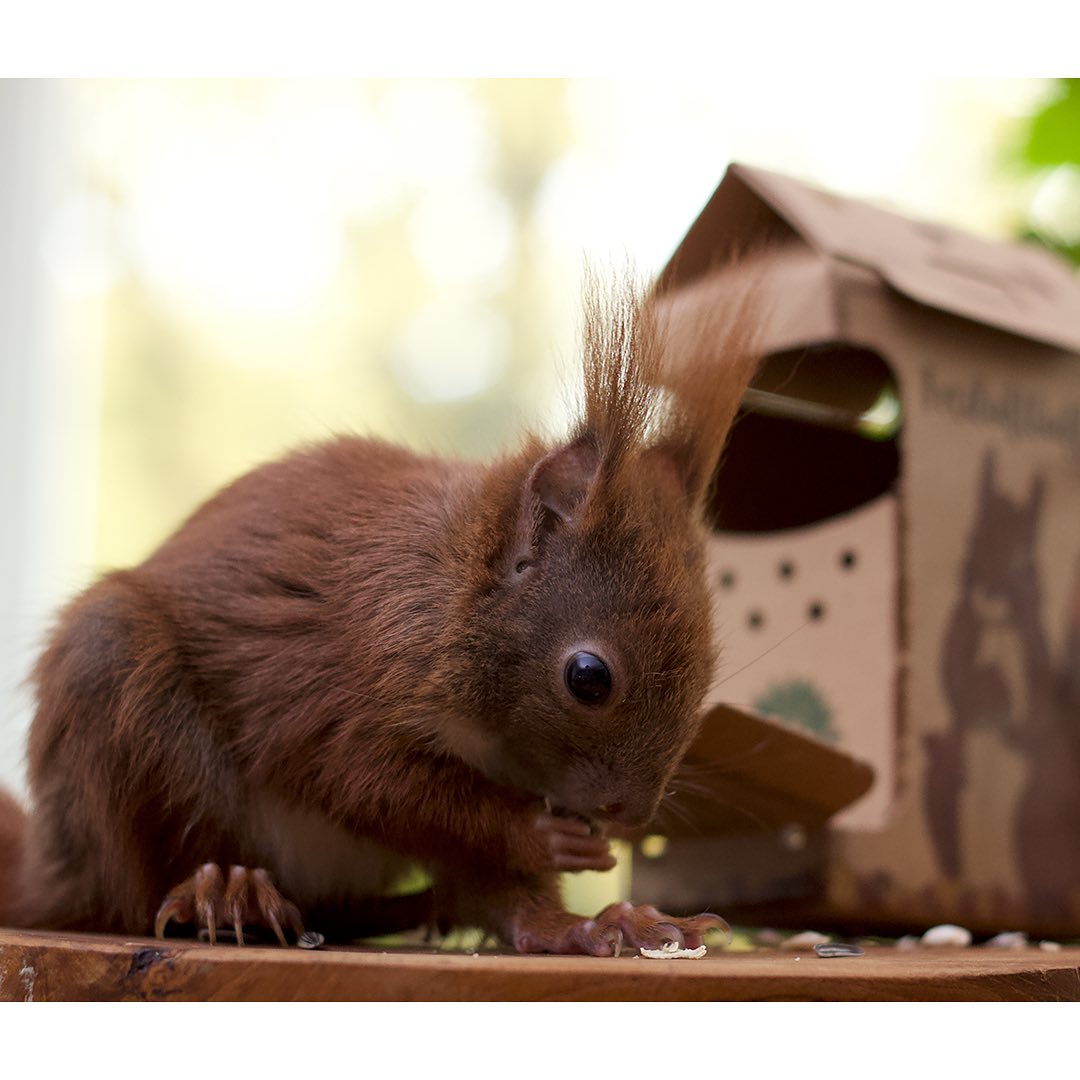 Die Stadtgärtner - Freiluftbuffet Eichhörnchen